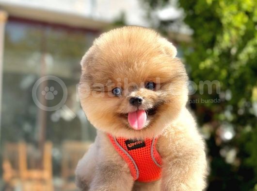 Safkan Teddy Bear Pomeranian Yavrular görsel