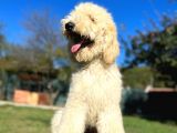 Dev Poodle Bebeklerimiz Hypoallerjenik Tüy Dökmeyen