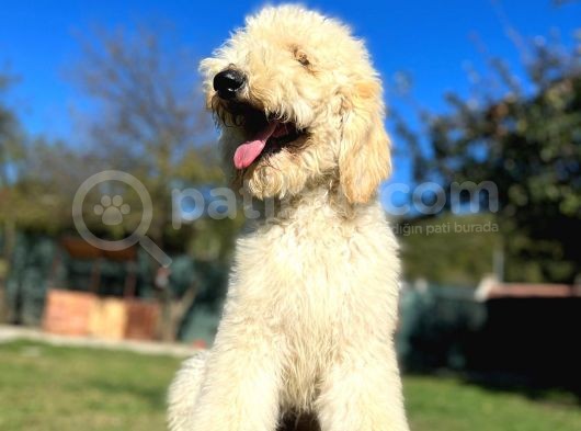 Dev Poodle Bebeklerimiz Hypoallerjenik Tüy Dökmeyen görsel