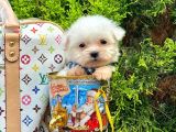 Mini Boy Maltese Sıfır Numara Yavrular