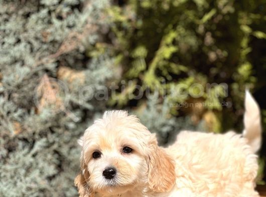 Babyface Maltıpoo görsel