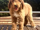 Labradoodle Medium Ve Dev Boy Amerikan Gen
