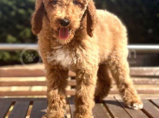 Labradoodle Medium Ve Dev Boy Amerikan Gen görsel