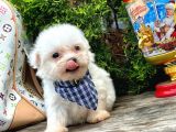 Mini Boy Maltese Sıfır Numara Yavrular