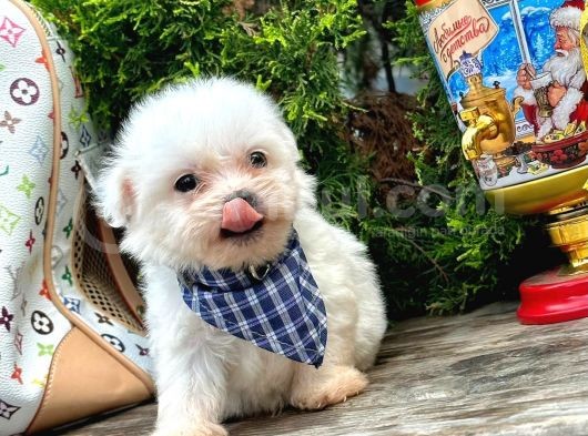 Mini Boy Maltese Sıfır Numara Yavrular görsel