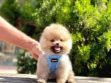 Ayıcık Surat Boo Pomeranian Yavrular