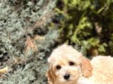 Babyface Maltıpoo