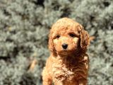 Brown Toy Poodle