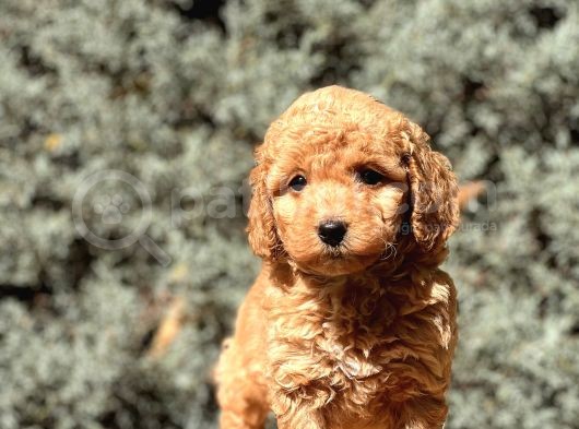 Brown Toy Poodle görsel