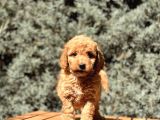 Brown Toy Poodle