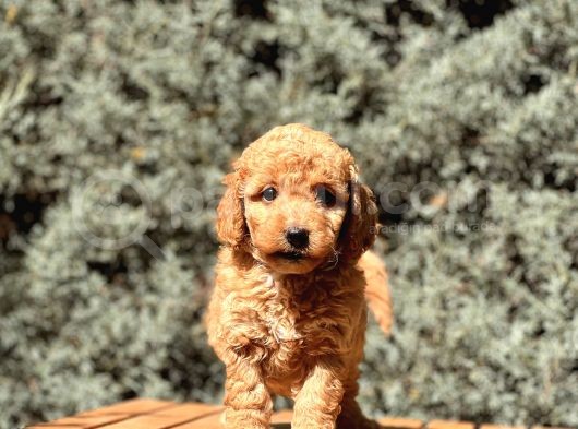 Brown Toy Poodle görsel