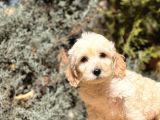 Babyface Maltıpoo