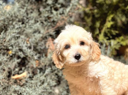 Babyface Maltıpoo görsel