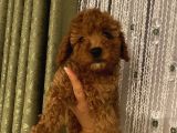 ToyPoodle Bebeklerimiz