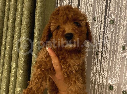 Toypoodle Bebeklerimiz