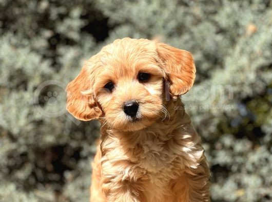 Orjinal Maltıpoo