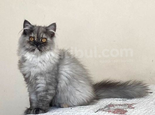 Chinchilla Bebeklerimiz Yeni Yuvalarını Bekliyor