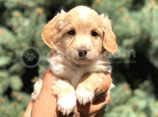 Latte Renk Maltıpoo görsel