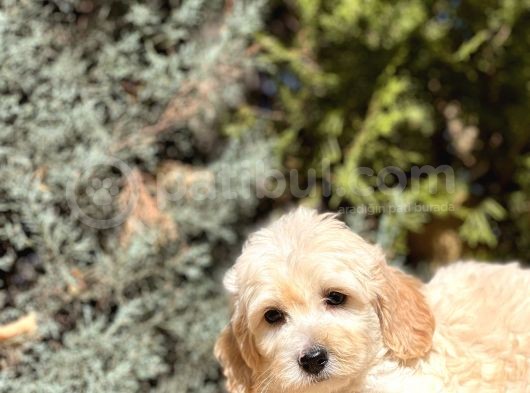 Babyface Maltıpoo görsel