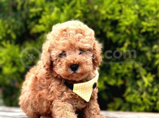 Toy Poodle Mini Boy Yavrular görsel