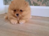 Muhteşem Surat Basık Burun Teddy Bear Pomeranian