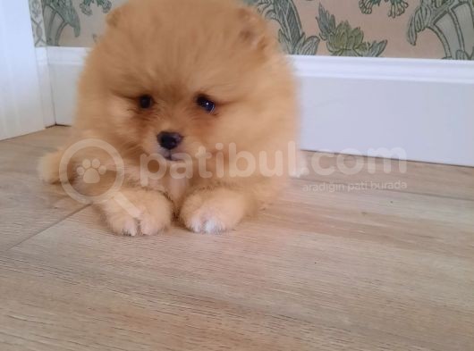 Muhteşem Surat Basık Burun Teddy Bear Pomeranian görsel