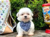 Mini Boy Maltese Sıfır Numara Yavrular
