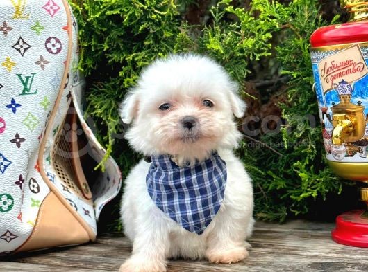 Mini Boy Maltese Sıfır Numara Yavrular görsel