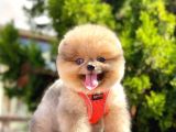 Safkan Teddy Bear Pomeranian Yavrular