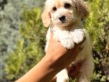 Babyface Maltıpoo