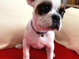 En Sevimli French Bulldog Yavruları