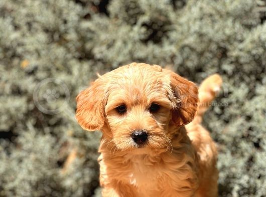 Orjinal Maltıpoo görsel