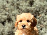 Orjinal Maltıpoo