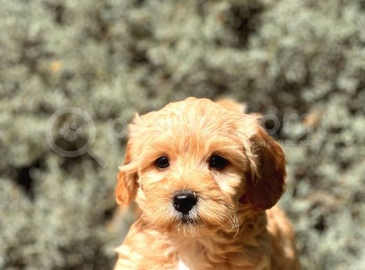 Orjinal Maltıpoo görsel