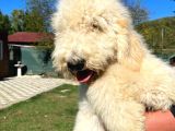 Dev Poodle Bebeklerimiz Hypoallerjenik Tüy Dökmeyen