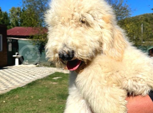 Dev Poodle Bebeklerimiz Hypoallerjenik Tüy Dökmeyen görsel