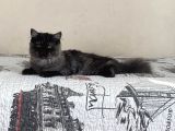 Chinchilla Bebeklerimiz Yeni Yuvalarını Bekliyor