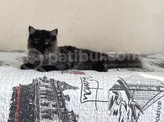 Chinchilla Bebeklerimiz Yeni Yuvalarını Bekliyor görsel