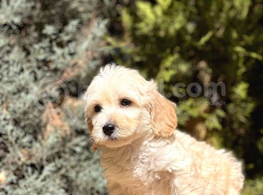 Babyface Maltıpoo görsel