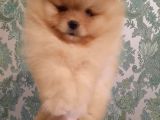 Muhteşem Surat Basık Burun Teddy Bear Pomeranian