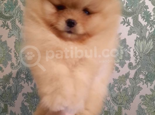 Muhteşem Surat Basık Burun Teddy Bear Pomeranian