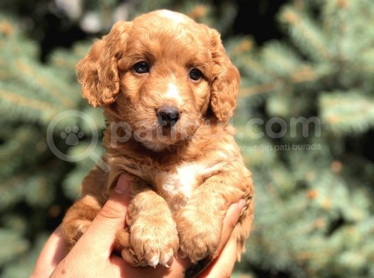 Poodle Görselinde Maltıpoo Yavrumuz görsel