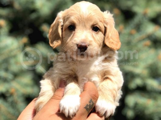 Latte Renk Maltıpoo görsel