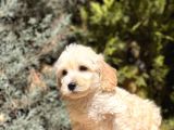 Babyface Maltıpoo