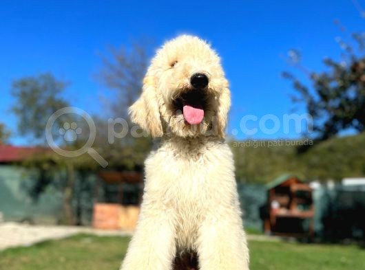 Dev Poodle Bebeklerimiz Hypoallerjenik Tüy Dökmeyen