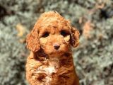 Red Toy Poodle Yavrumuz