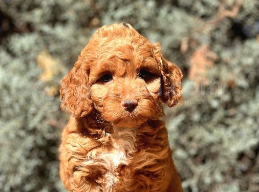Red Toy Poodle Yavrumuz