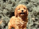 Brown Toy Poodle