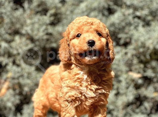 Brown Toy Poodle görsel
