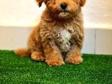 A Kalite Poodle Ayarında Maltipoo Yavrularimiz